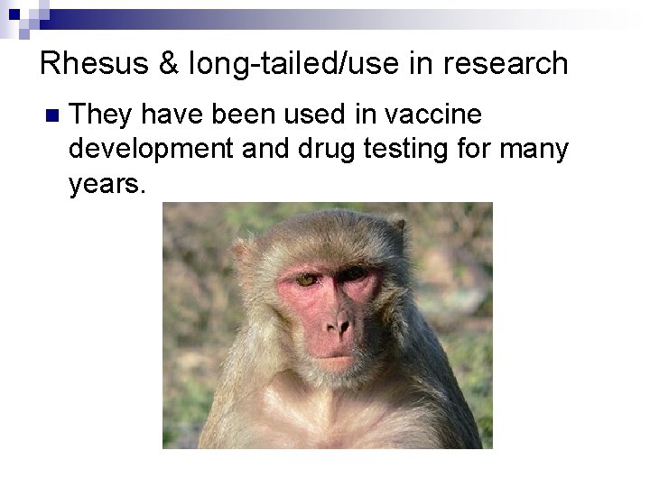 Rhesus & long-tailed/use in research n They have been used in vaccine development and