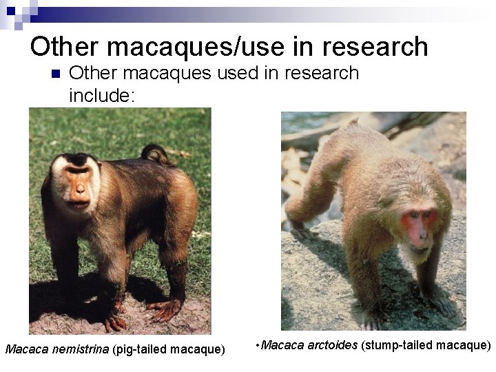 Other macaques/use in research n Other macaques used in research include: Macaca nemistrina (pig-tailed
