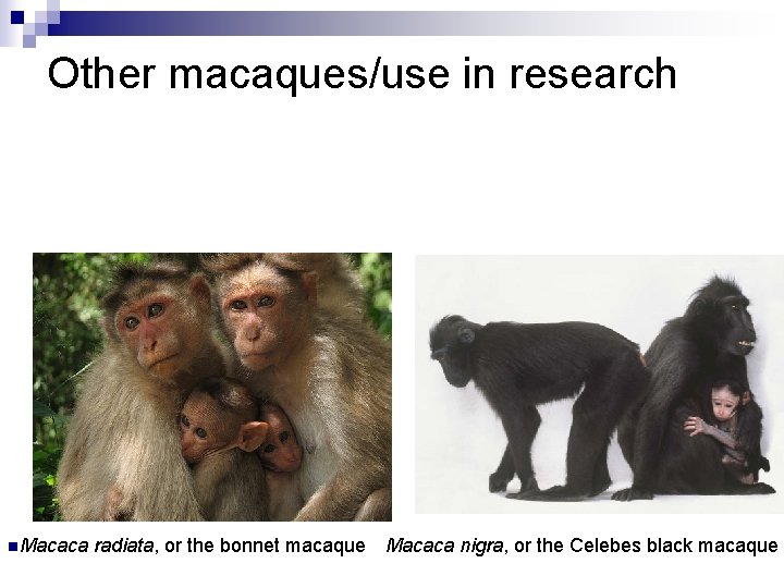 Other macaques/use in research n. Macaca radiata, or the bonnet macaque Macaca nigra, or