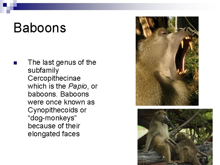 Baboons n The last genus of the subfamily Cercopithecinae which is the Papio, or
