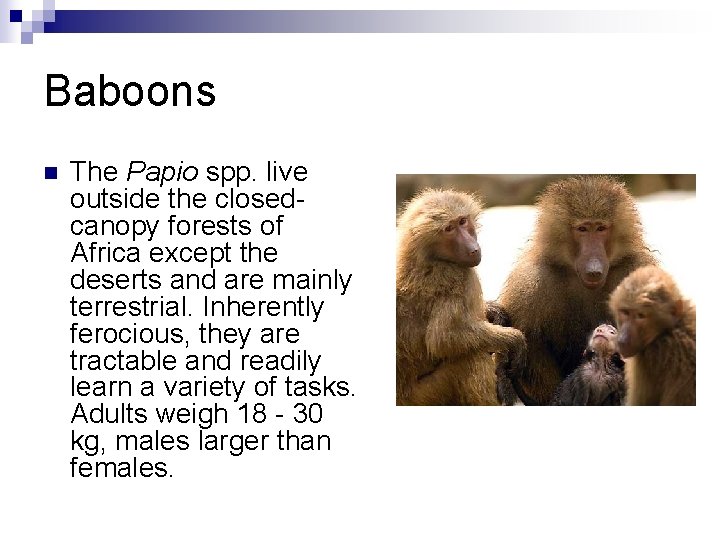 Baboons n The Papio spp. live outside the closedcanopy forests of Africa except the