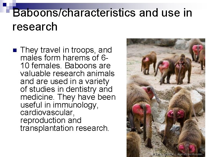 Baboons/characteristics and use in research n They travel in troops, and males form harems