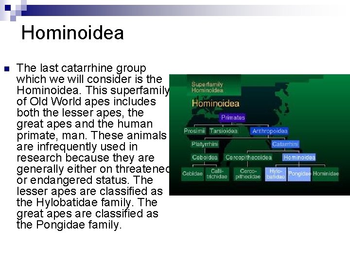Hominoidea n The last catarrhine group which we will consider is the Hominoidea. This