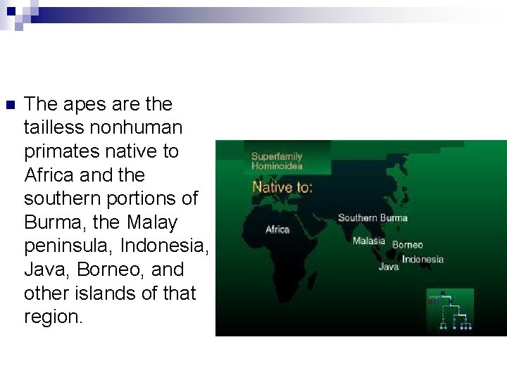 n The apes are the tailless nonhuman primates native to Africa and the southern