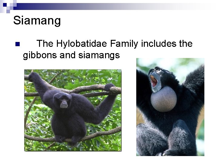 Siamang n The Hylobatidae Family includes the gibbons and siamangs 