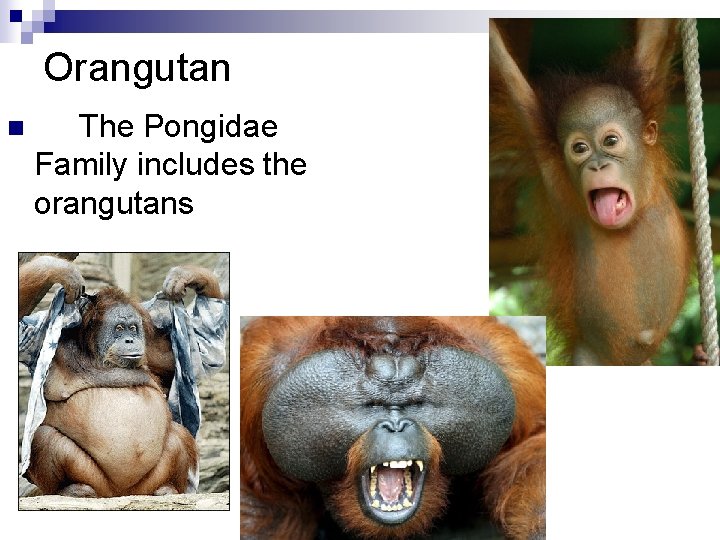 Orangutan n The Pongidae Family includes the orangutans 