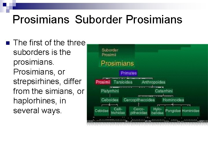 Prosimians Suborder Prosimians n The first of the three suborders is the prosimians. Prosimians,