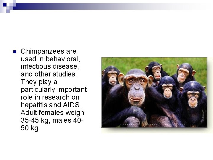 n Chimpanzees are used in behavioral, infectious disease, and other studies. They play a