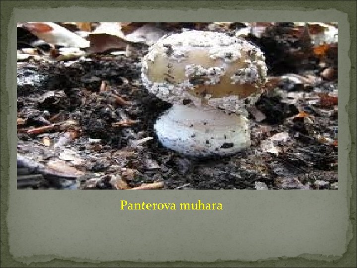 Panterova muhara 