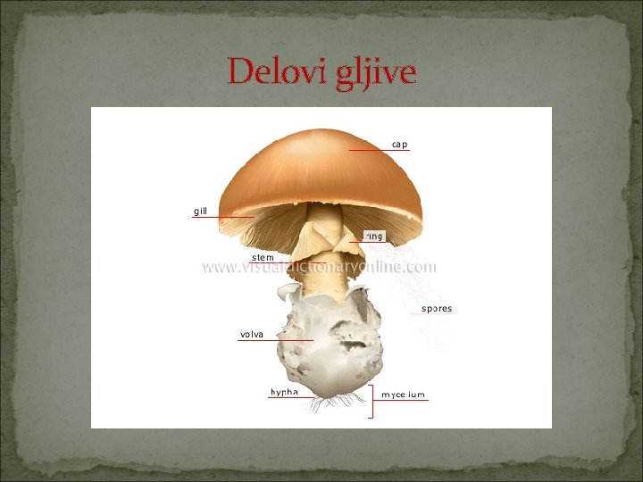 Delovi gljive 