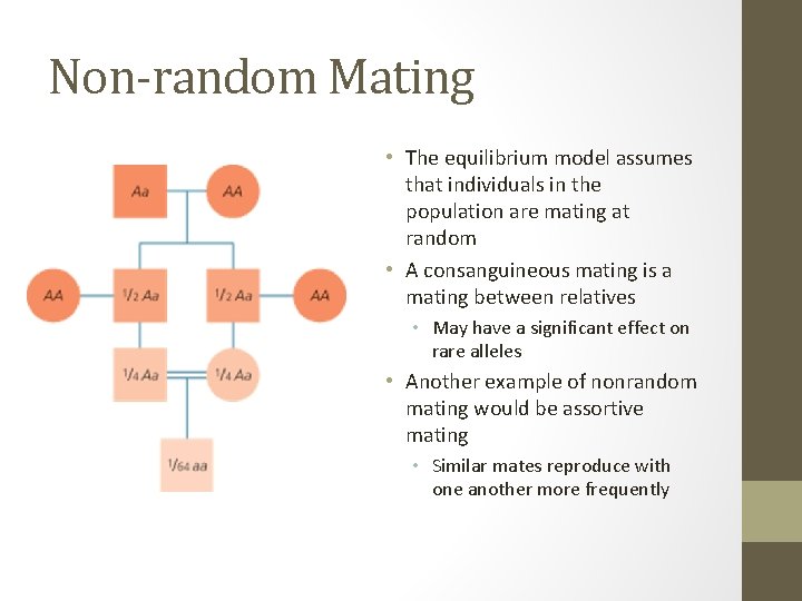 Non-random Mating • The equilibrium model assumes that individuals in the population are mating