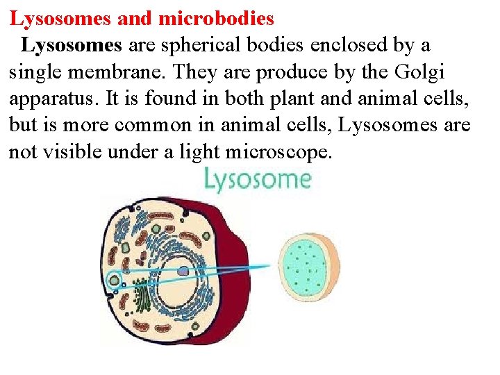 Lysosomes and microbodies Lysosomes are spherical bodies enclosed by a single membrane. They are