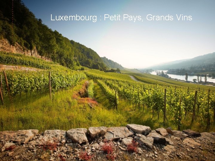 Luxembourg : Petit Pays, Grands Vins 