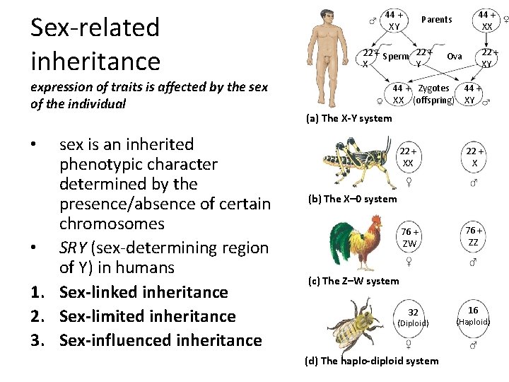 Sex-related inheritance expression of traits is affected by the sex of the individual sex