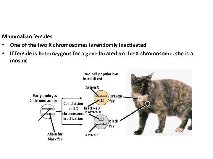 Mammalian females • One of the two X chromosomes is randomly inactivated • If