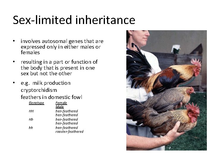 Sex-limited inheritance • involves autosomal genes that are expressed only in either males or