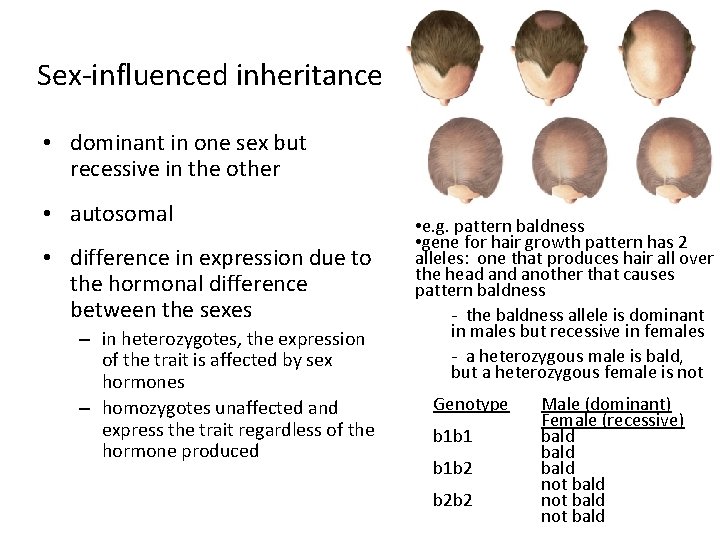 Sex-influenced inheritance • dominant in one sex but recessive in the other • autosomal