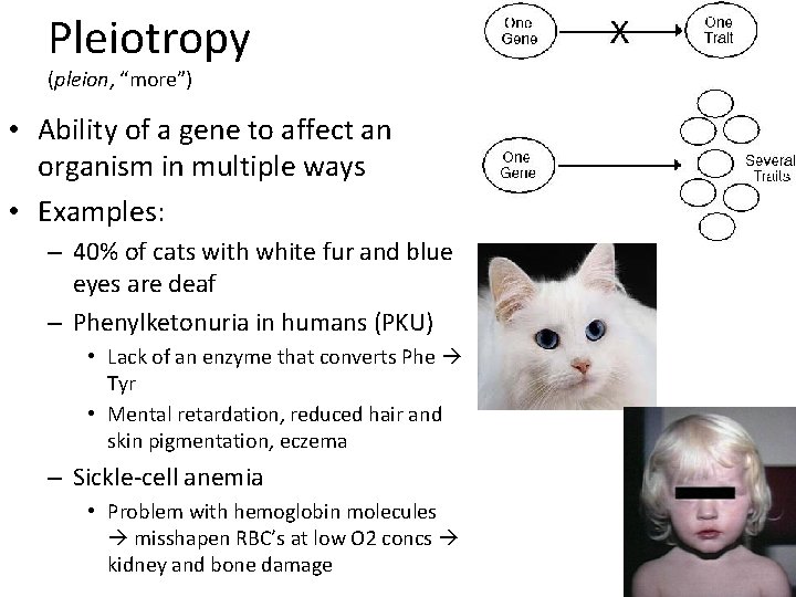 Pleiotropy (pleion, “more”) • Ability of a gene to affect an organism in multiple