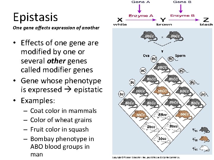 Epistasis One gene affects expression of another • Effects of one gene are modified