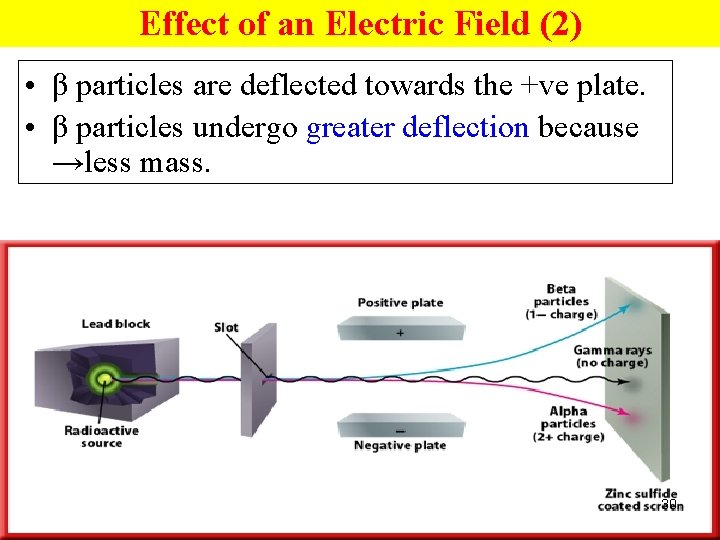Effect of an Electric Field (2) • β particles are deflected towards the +ve