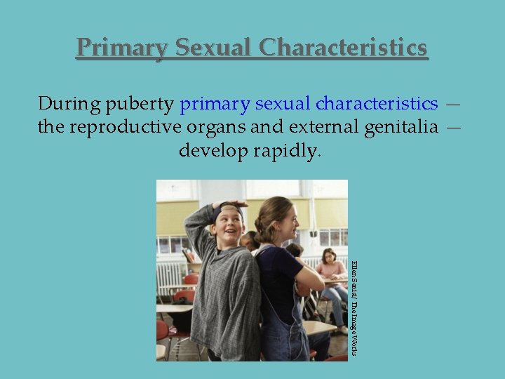 Primary Sexual Characteristics During puberty primary sexual characteristics — the reproductive organs and external
