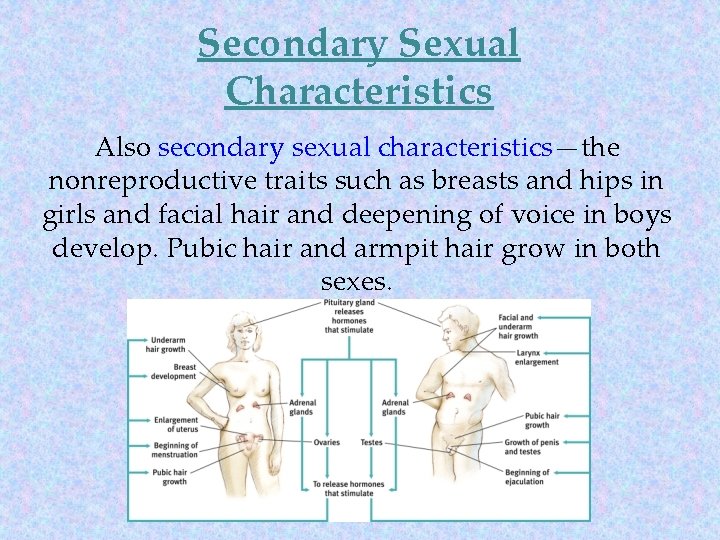 Secondary Sexual Characteristics Also secondary sexual characteristics—the nonreproductive traits such as breasts and hips