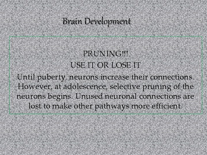 Brain Development PRUNING!!! USE IT OR LOSE IT Until puberty, neurons increase their connections.