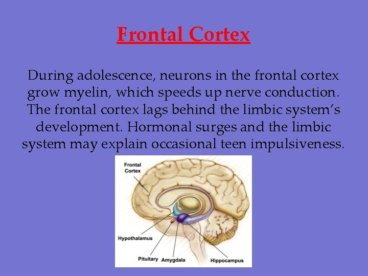 Frontal Cortex During adolescence, neurons in the frontal cortex grow myelin, which speeds up