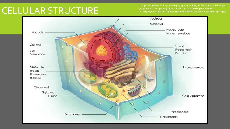 THE STRUCTURE AND ANATOMY OF PLANTS IAFNR Plant