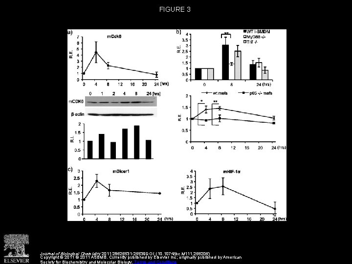 FIGURE 3 Journal of Biological Chemistry 2011 28625531 -25539 DOI: (10. 1074/jbc. M 111.