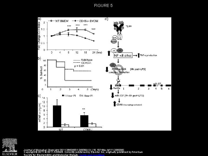 FIGURE 5 Journal of Biological Chemistry 2011 28625531 -25539 DOI: (10. 1074/jbc. M 111.