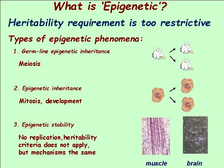 What is ‘Epigenetic’? Heritability requirement is too restrictive Types of epigenetic phenomena: 1. Germ-line