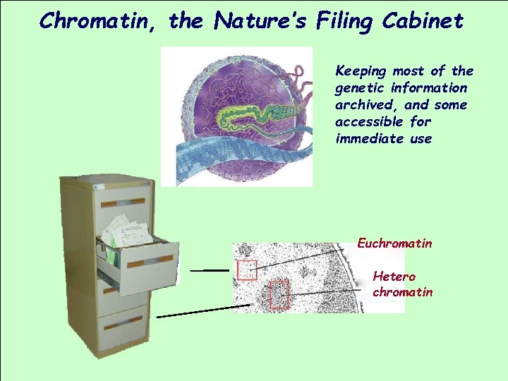 Chromatin, the Nature’s Filing Cabinet Keeping most of the genetic information archived, and some