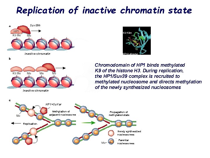Replication of inactive chromatin state Suv 39 h H 3 K 9 m Inactive