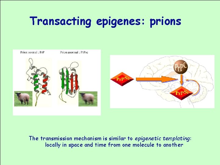 Transacting epigenes: prions The transmission mechanism is similar to epigenetic templating: locally in space