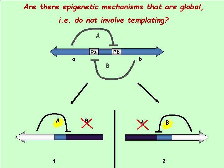 Are there epigenetic mechanisms that are global, i. e. do not involve templating? A