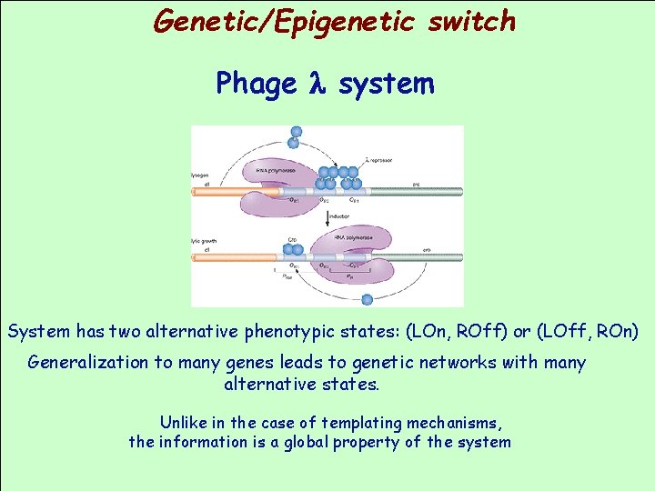 Genetic/Epigenetic switch Phage l system System has two alternative phenotypic states: (LOn, ROff) or