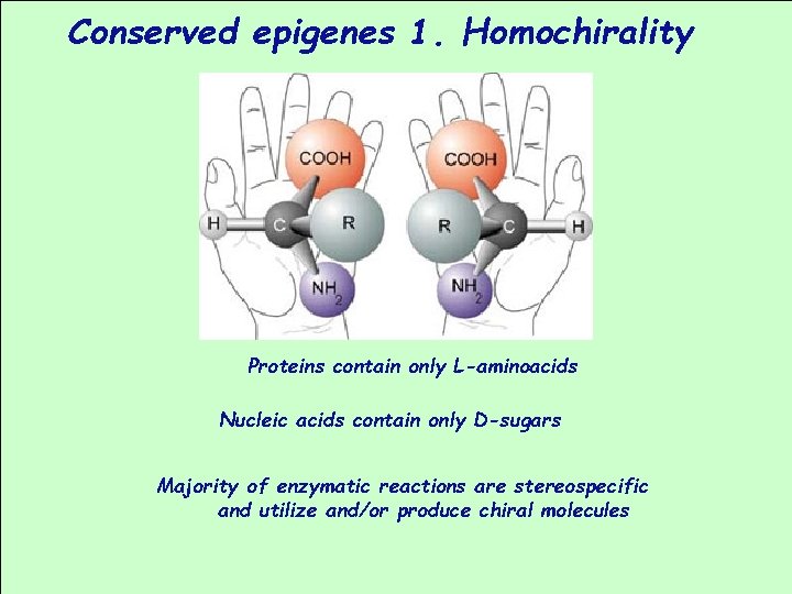 Conserved epigenes 1. Homochirality Proteins contain only L-aminoacids Nucleic acids contain only D-sugars Majority