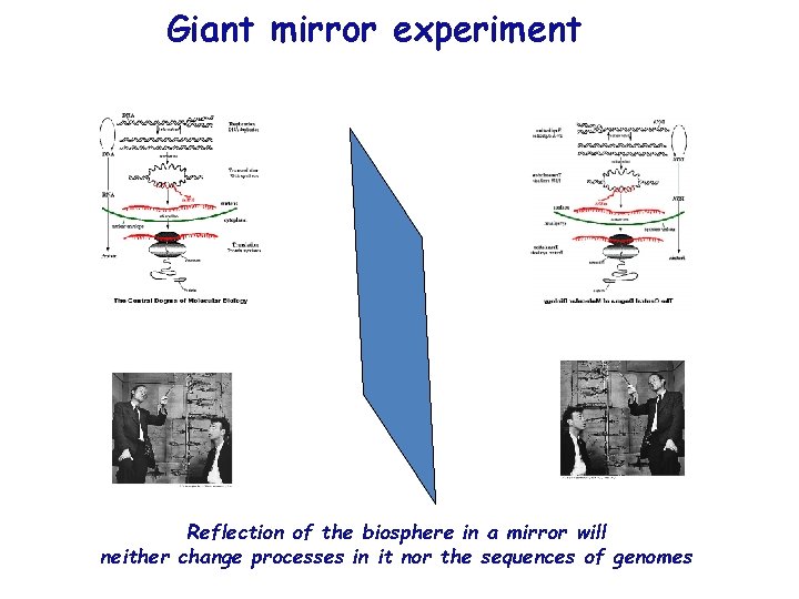 Giant mirror experiment Reflection of the biosphere in a mirror will neither change processes