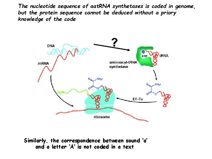 The nucleotide sequence of aat. RNA synthetases is coded in genome, but the protein