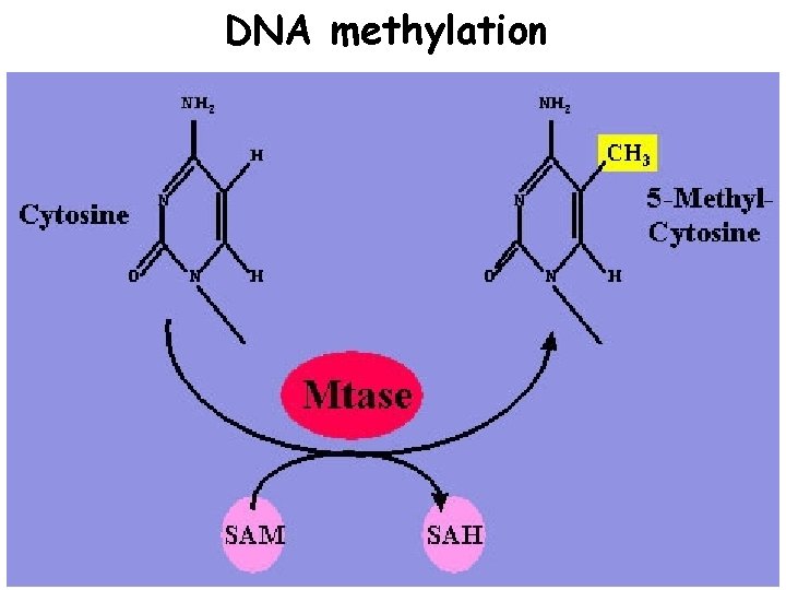 DNA methylation 