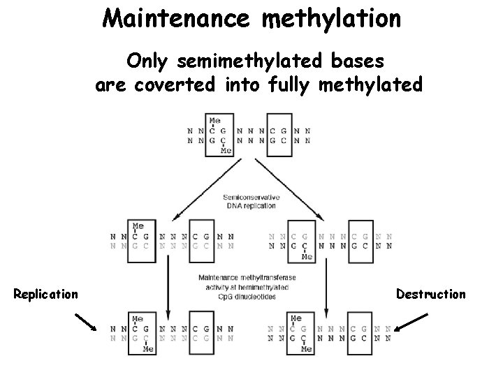 Maintenance methylation Only semimethylated bases are coverted into fully methylated Replication Destruction 