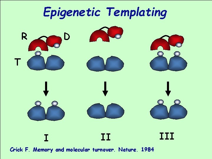 Epigenetic Templating D R T I II Crick F. Memory and molecular turnover. Nature.