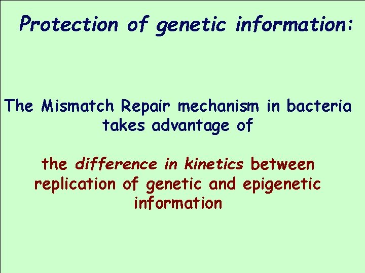 Protection of genetic information: The Mismatch Repair mechanism in bacteria takes advantage of the