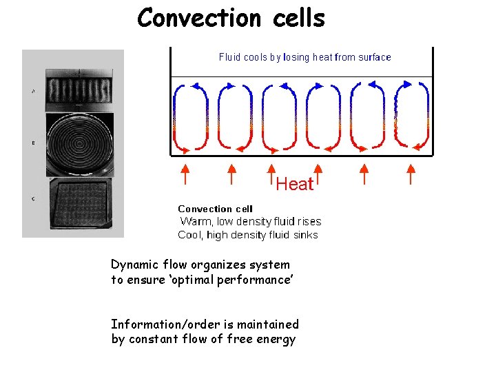 Convection cells Dynamic flow organizes system to ensure ‘optimal performance’ Information/order is maintained by
