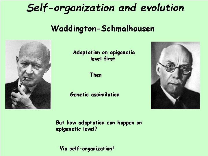 Self-organization and evolution Waddington-Schmalhausen Adaptation on epigenetic level first Then Genetic assimilation But how