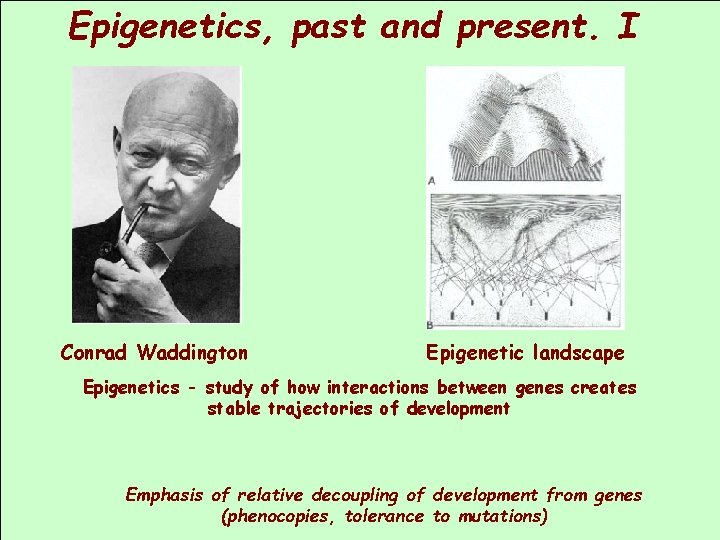 Epigenetics, past and present. I Conrad Waddington Epigenetic landscape Epigenetics - study of how