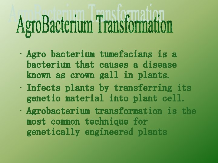  • Agro bacterium tumefacians is a bacterium that causes a disease known as