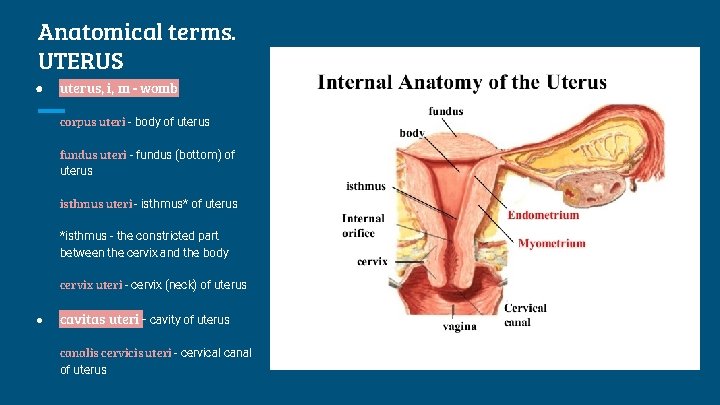 Anatomical terms. UTERUS ● uterus, i, m - womb corpus uteri - body of