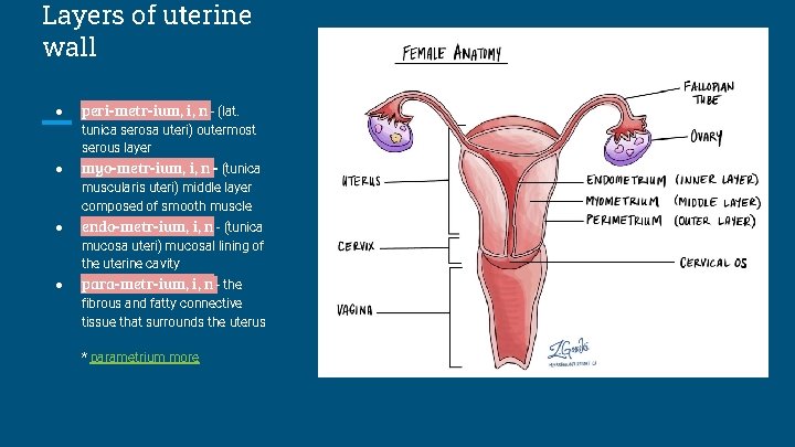 Layers of uterine wall ● peri-metr-ium, i, n - (lat. tunica serosa uteri) outermost